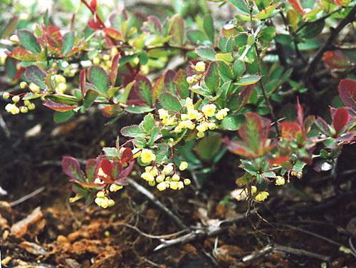 Épine-vinette japonica