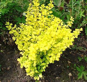 Épine-vinette Thunberg Aurea