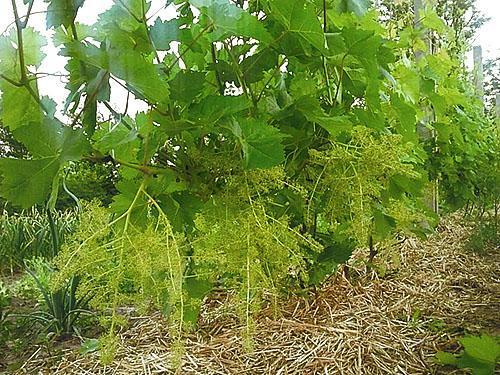 Uvas Veles en flor