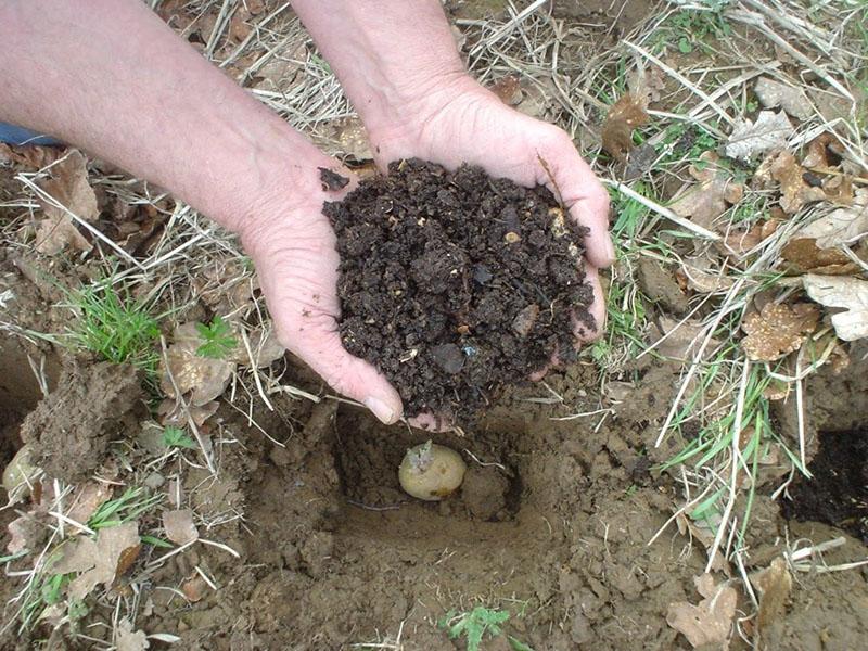 plantar patatas germinadas