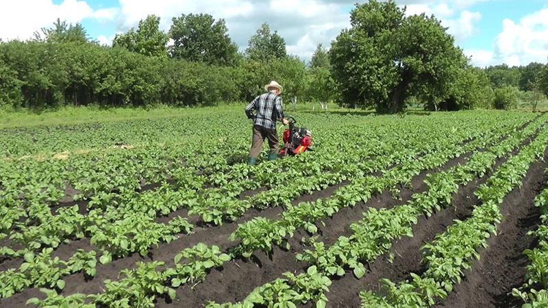 cuidar las patatas de la variedad Koroleva Anna