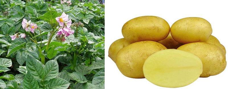 patatas en flor reina anna