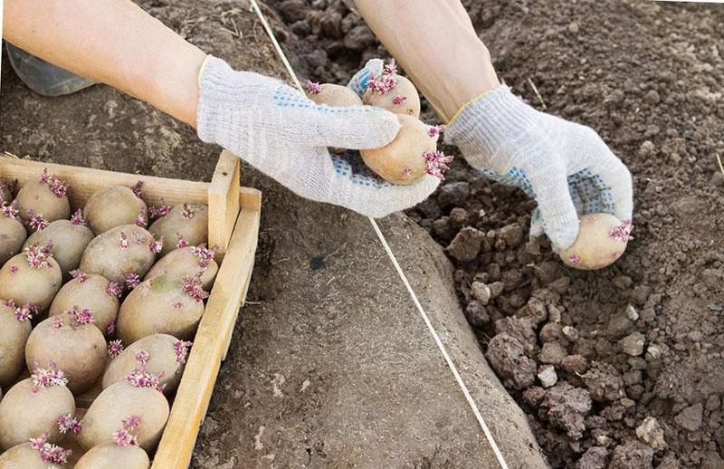 plantar patatas germinadas
