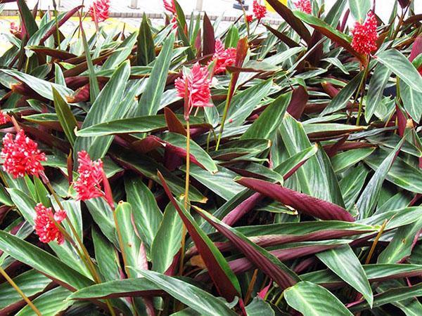 stromanthe marron