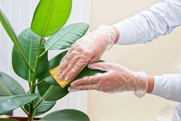actellic para plantas de interior