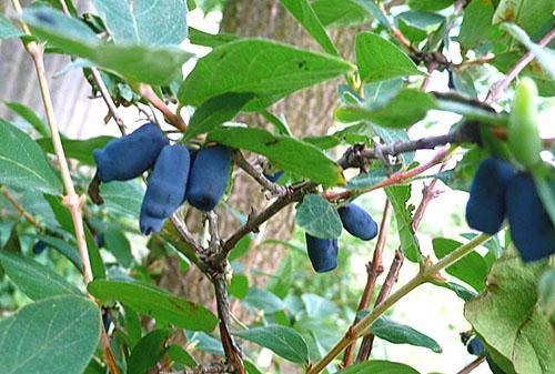 Bluebird madreselva