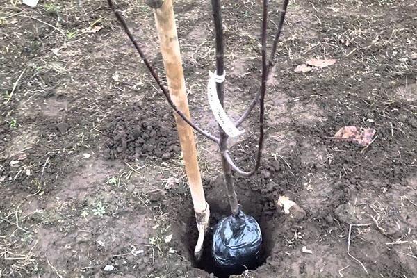 plantar un árbol joven de ciruela