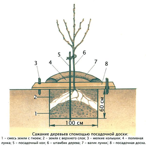 esquema de plantación de ciruelas