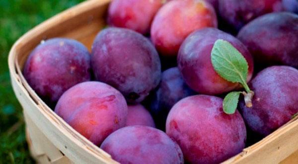 variétés de prunes Eurasie