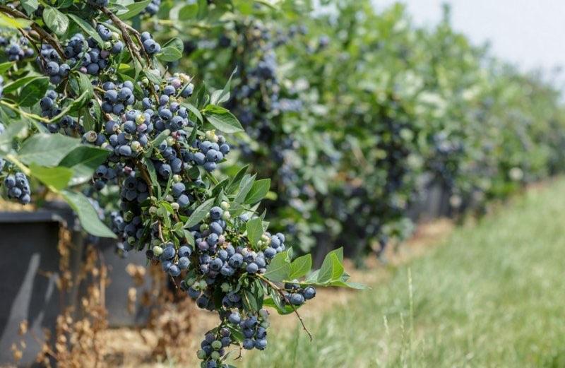 myrtilles en fruits