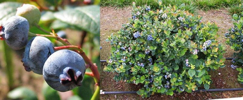 variétés de myrtilles fructifères merveilleuses