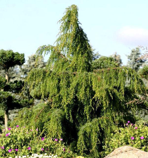 Enebro ordinario Oblonga Pendula