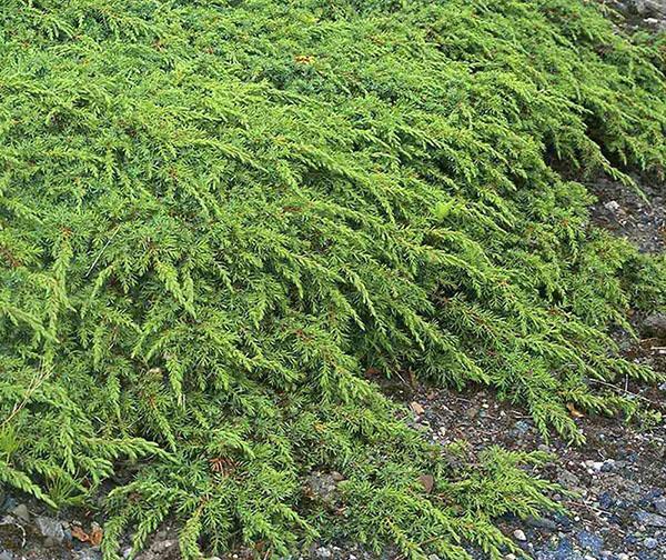 Tapis vert de genévrier commun
