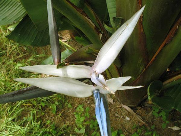 fleurs de strelitzia de montagne