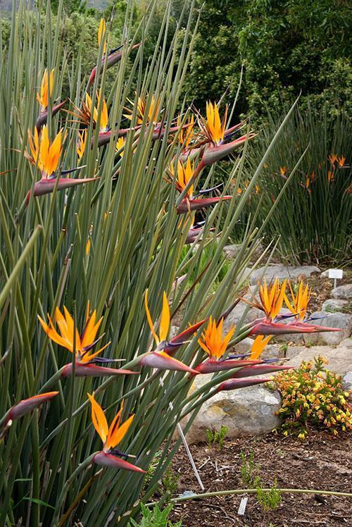 Strelitzia de caña