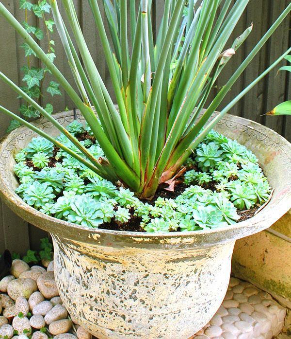 roseau strelitzia dans un pot