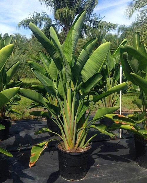 Strelitzia blanc