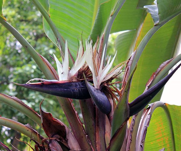 floraison strelitzia blanc