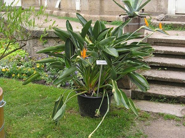 une plante avec une fleur incroyablement belle