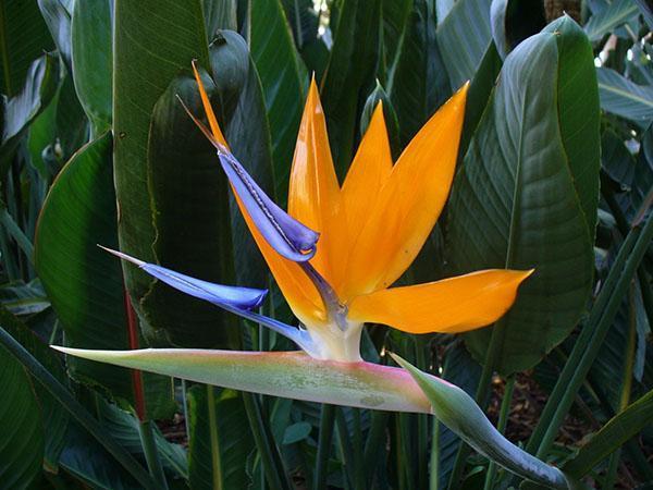 bel oiseau de paradis