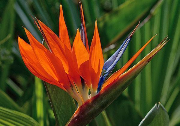 flores de strelitzia real