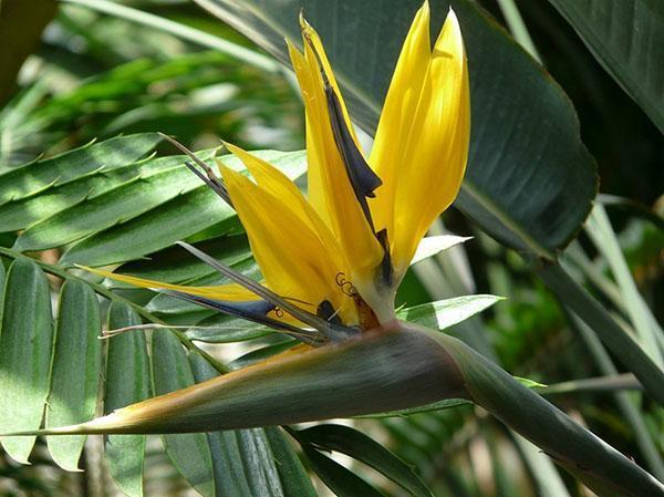 Strelitzia grado Mandela Gold