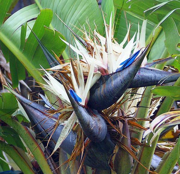 inflorescence de la strelitzia de Nikolay