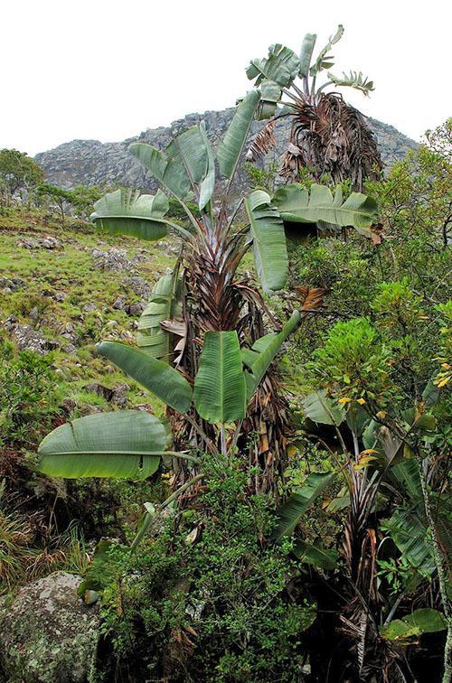 strelitzia de montagne