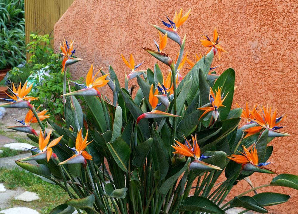 strelitzia sur un complot personnel