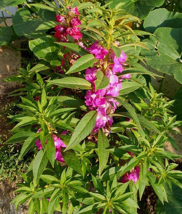 Plante de baume de jardin