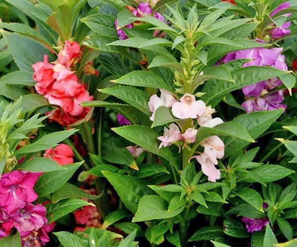 Variétés populaires de baume dans le jardin