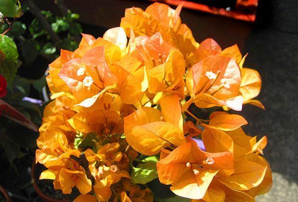 Bougainvillier Golden Tango