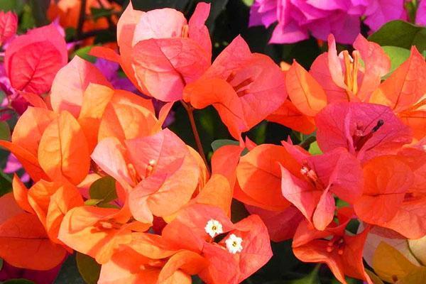 Bougainvillea Lateritia