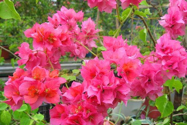 Blooming Bougainvillier Double Lilarose