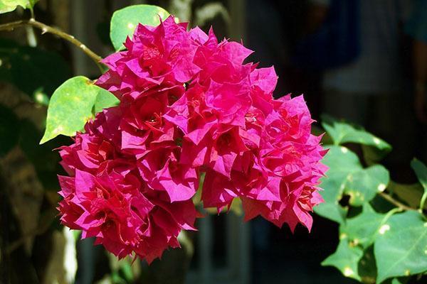 Bougainvillea Doble Roja