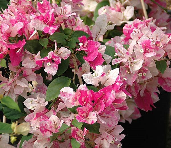 Dentelle Bougainvillier Fraise