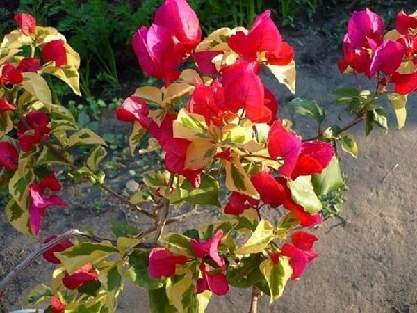 Bougainvilliers hybrides rouges de San Diego avec feuillage panaché