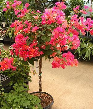 Bougainvilliers d'intérieur