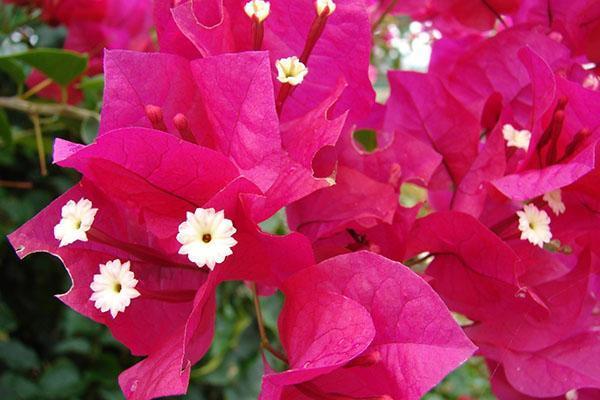 le bougainvillier est magnifique