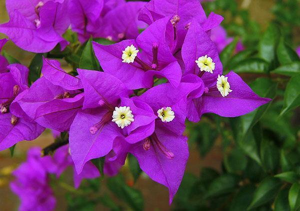 Bougainvillea desnuda