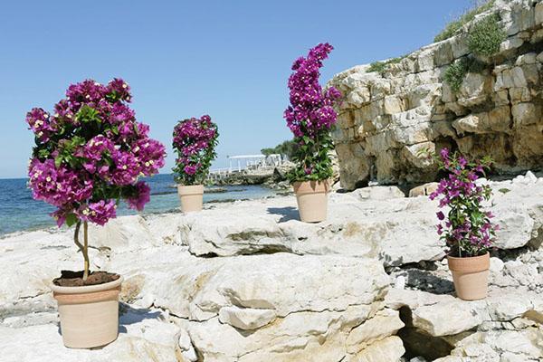 Bougainvillier Sanderian