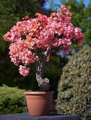 Arbre à timbres bougainvilliers Alexandra