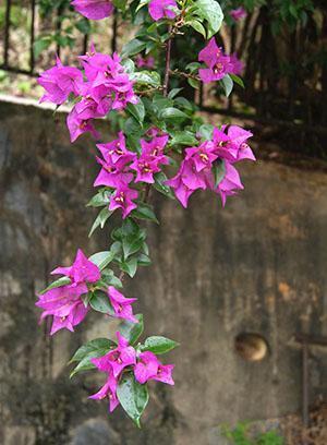 Bougainvillier Péruvien