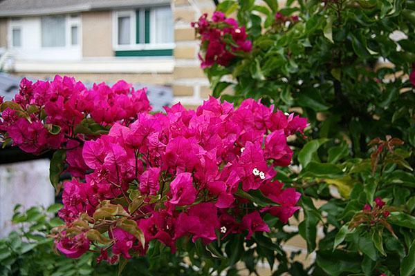 Variétés de bougainvilliers Vera Deep Purple