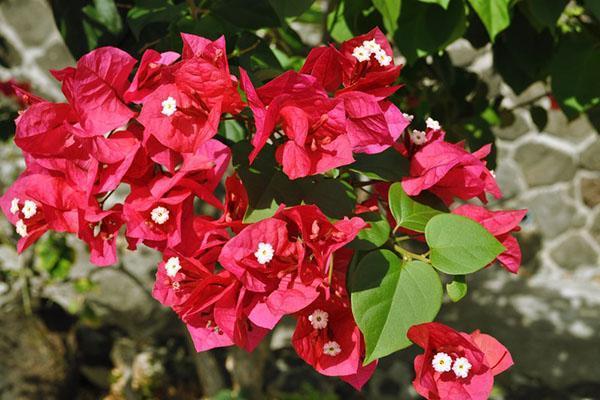 Cultivars de bougainvilliers Crimson Lake