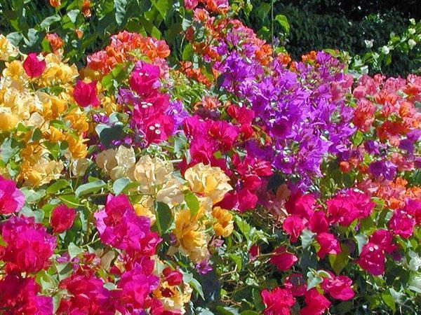 Bougainvilliers multicolores