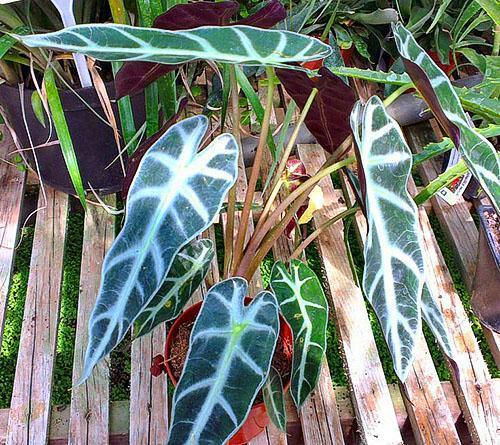 Cultiver l'alocasia à la maison