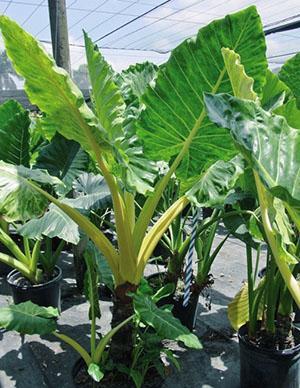 Alocasia macrorrhiza Lutea