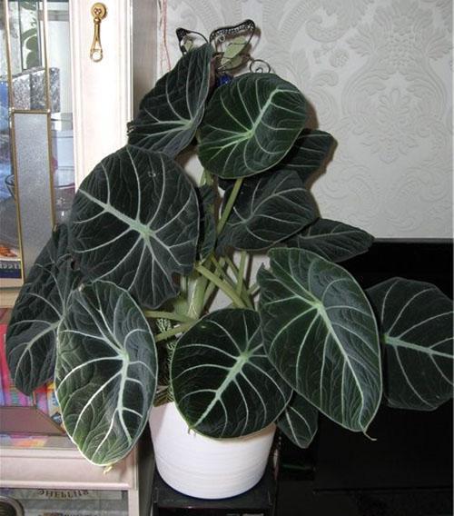 Velours Noir Alocasia