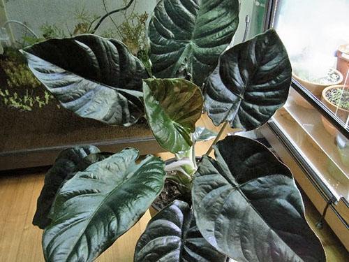 Alocasia Magie Noire